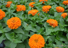 De compacte Zinnia preciosa serie is nu anderhalf jaar commercieel, uitstekend bestand tegen hitte en droogte, en bestaat inmiddels uit 5 kleuren.